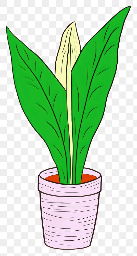 PNG Peace lily plant houseplant leaf freshness.