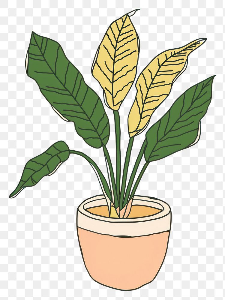 PNG Pinstripe Plant plant houseplant leaf flowerpot.