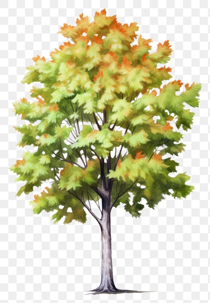 PNG Sugar Maple maple plant tree.