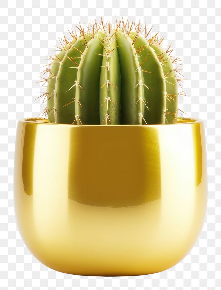PNG Golden Barrel Cactus cactus plant gold.