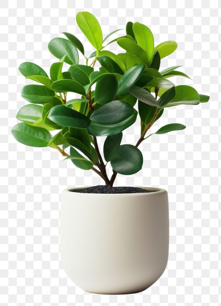PNG Indoor mini plant bonsai leaf tree