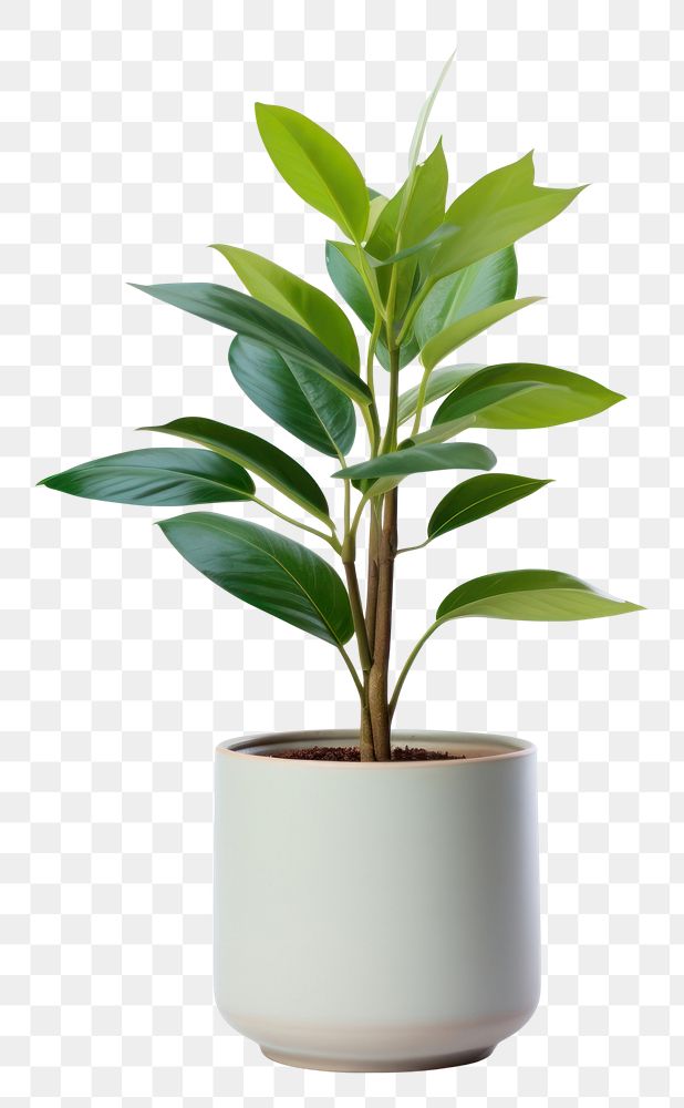 PNG Indoor mini plant leaf vase white background.