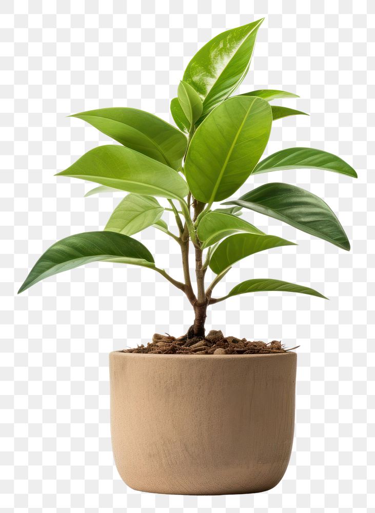 PNG Indoor mini plant leaf white background cultivated.
