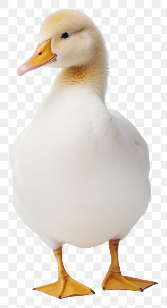 PNG Photo of cute animal duck goose bird.