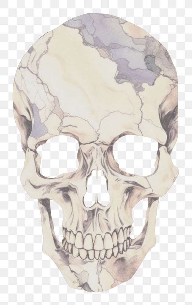PNG Skull marble wallpaper science anatomy pattern.