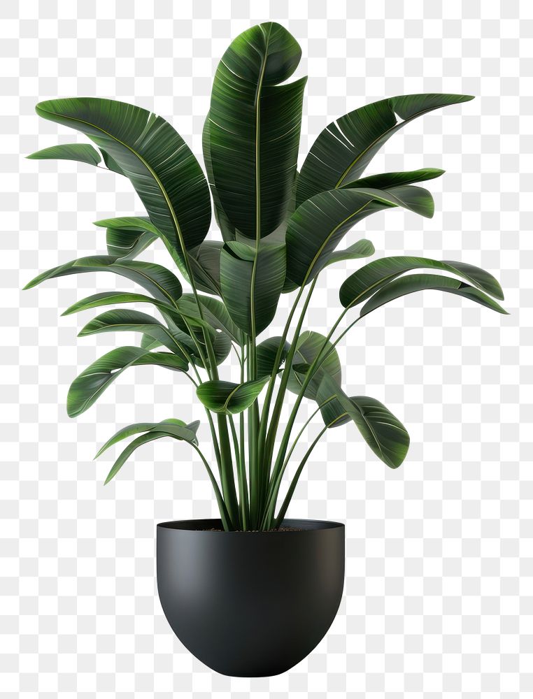 PNG Indoor plant leaf vase houseplant