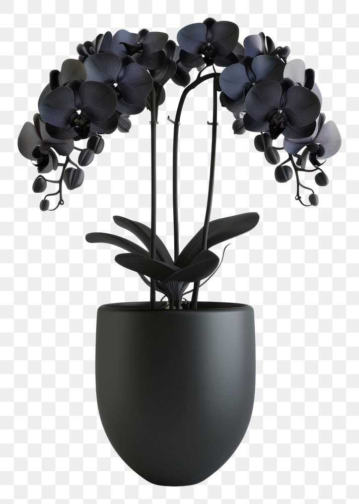 PNG Orchid flower plant vase.