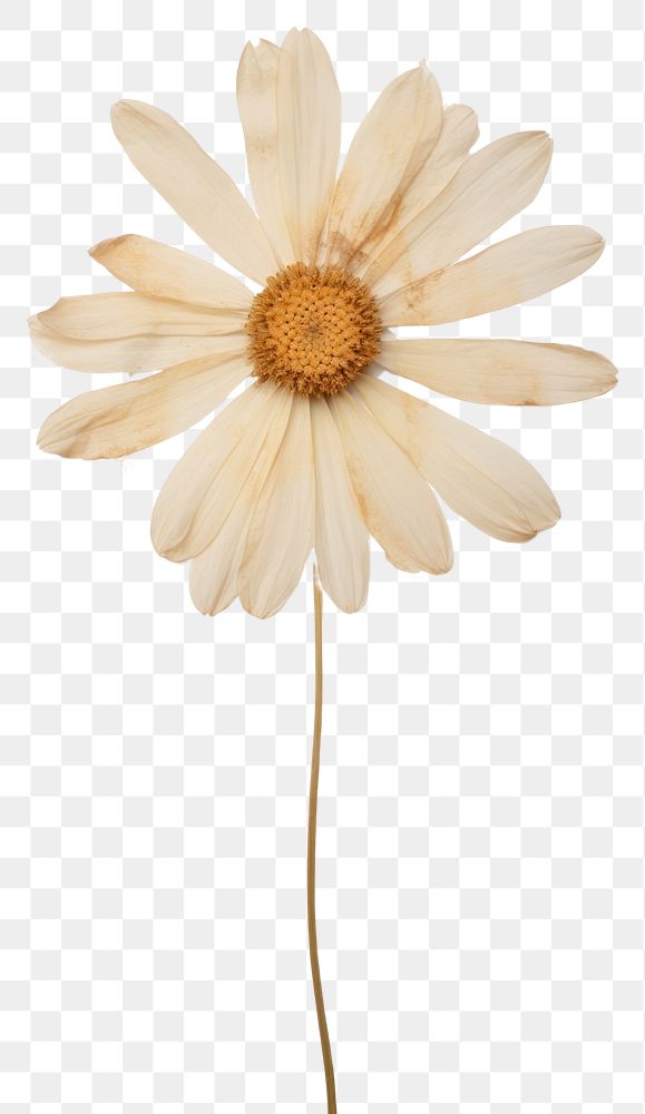 PNG Daisy Petal flower petal daisy