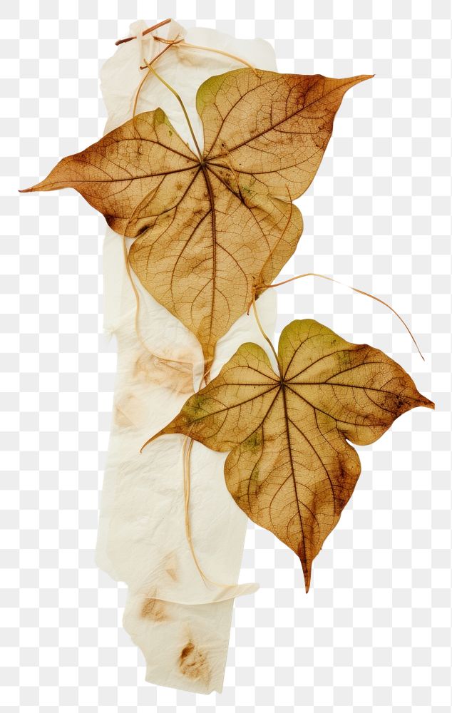 PNG Leaf plant tree xanthosoma.