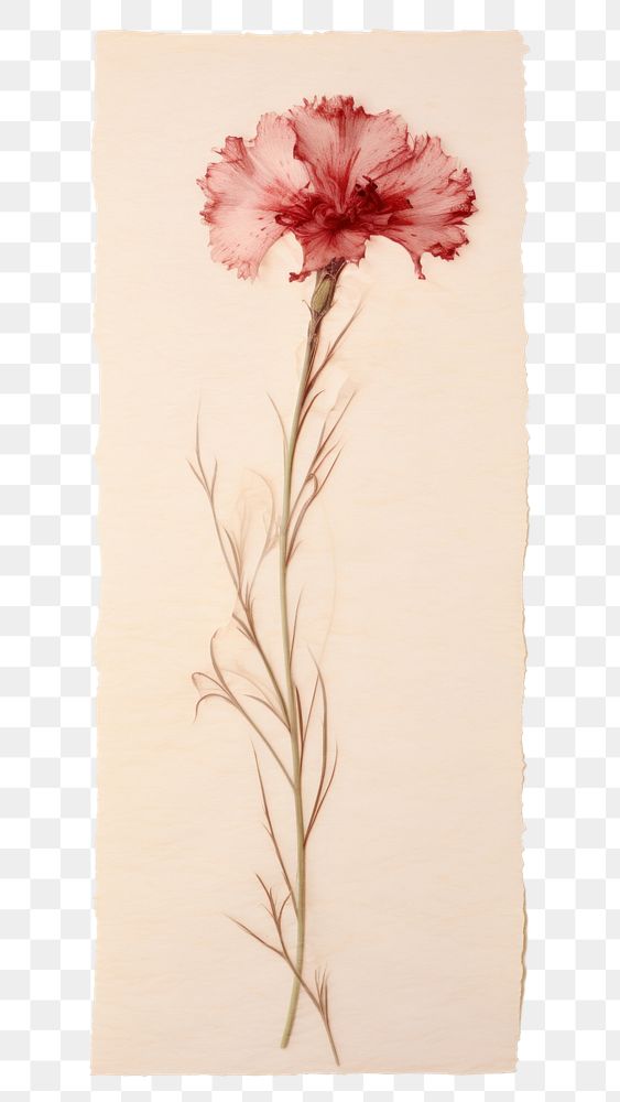 PNG Dianthus flower plant paper.