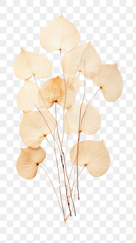 PNG Eucalyptus Leaf leaf flower plant