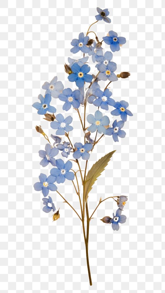 PNG Forget me not flower blossom plant.