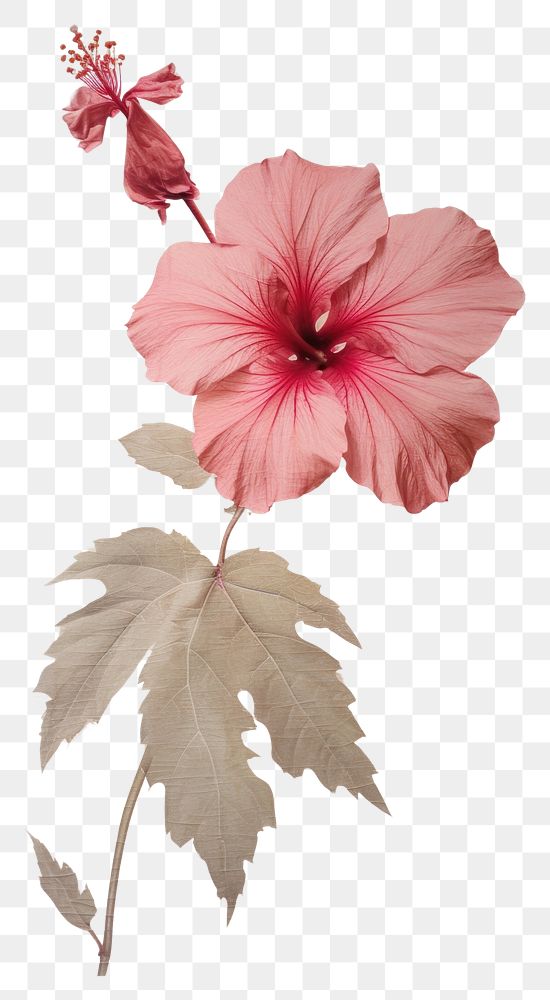 PNG Hibiscus hibiscus flower plant.