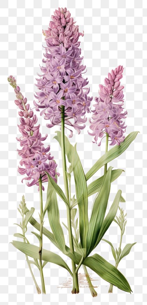 PNG Hyacinth flower blossom lilac