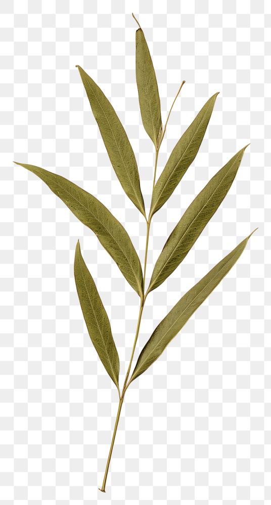 PNG Olive leaf herbs plant tree