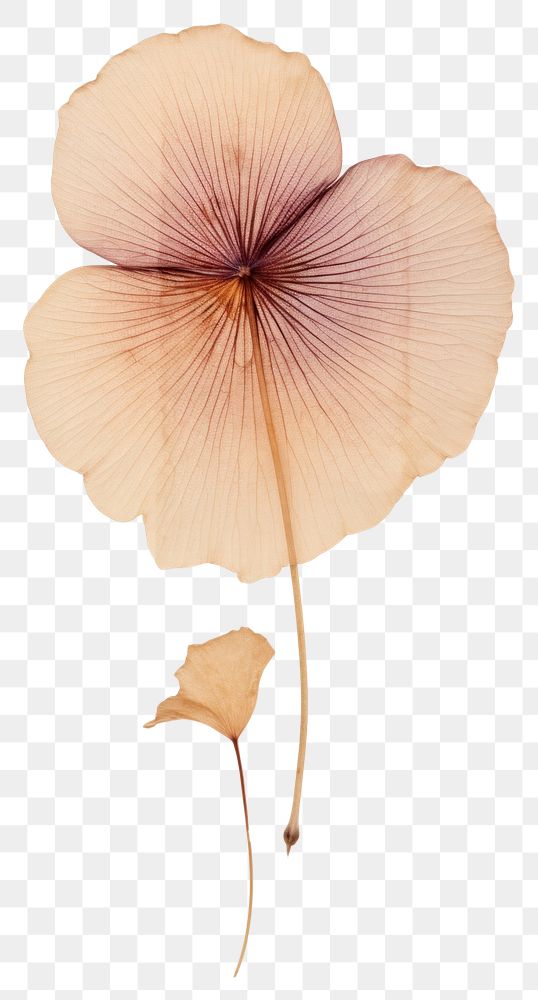 PNG Lotus Petal flower petal plant.