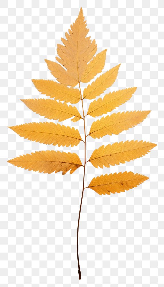 PNG Mimosa leaf plant tree branch.