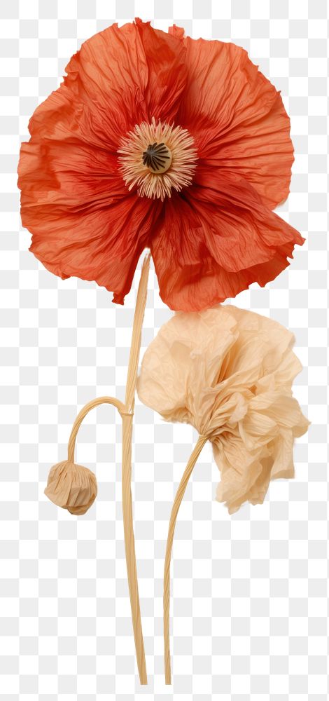 PNG Poppy flower poppy petal.