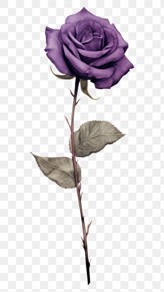PNG Purple rose flower plant inflorescence.