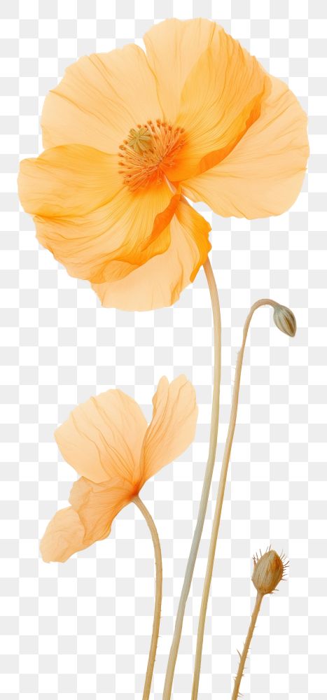 PNG Real pressed california poppy flower petal plant.