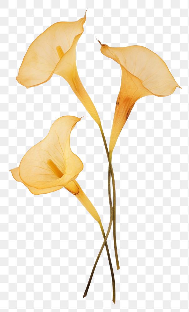 PNG Real pressed calla lily flowers plant petal freshness.