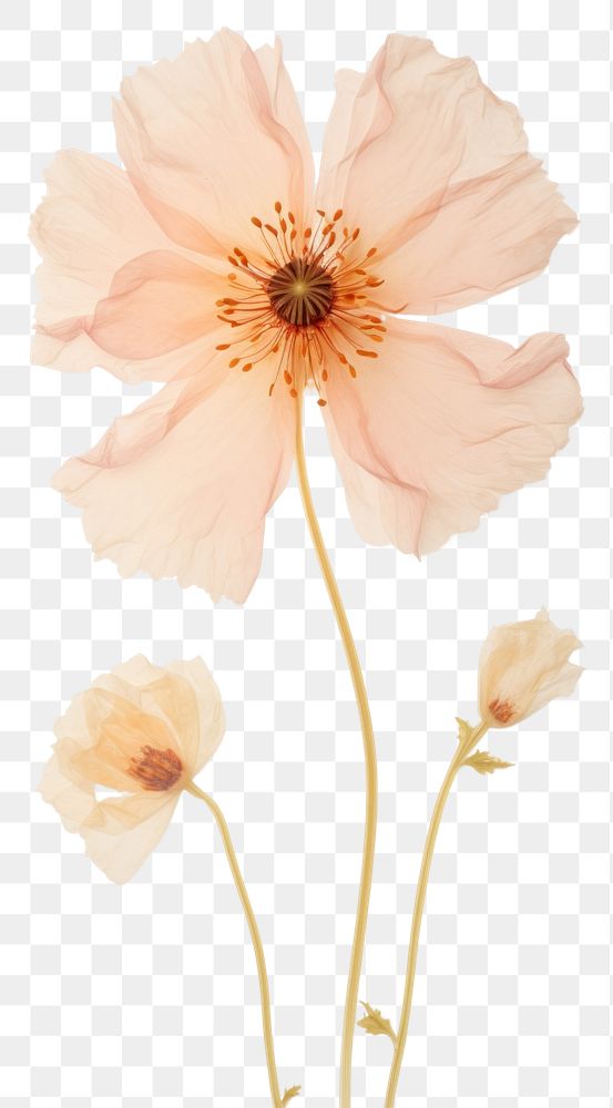 PNG Real pressed poppy flower blossom petal.