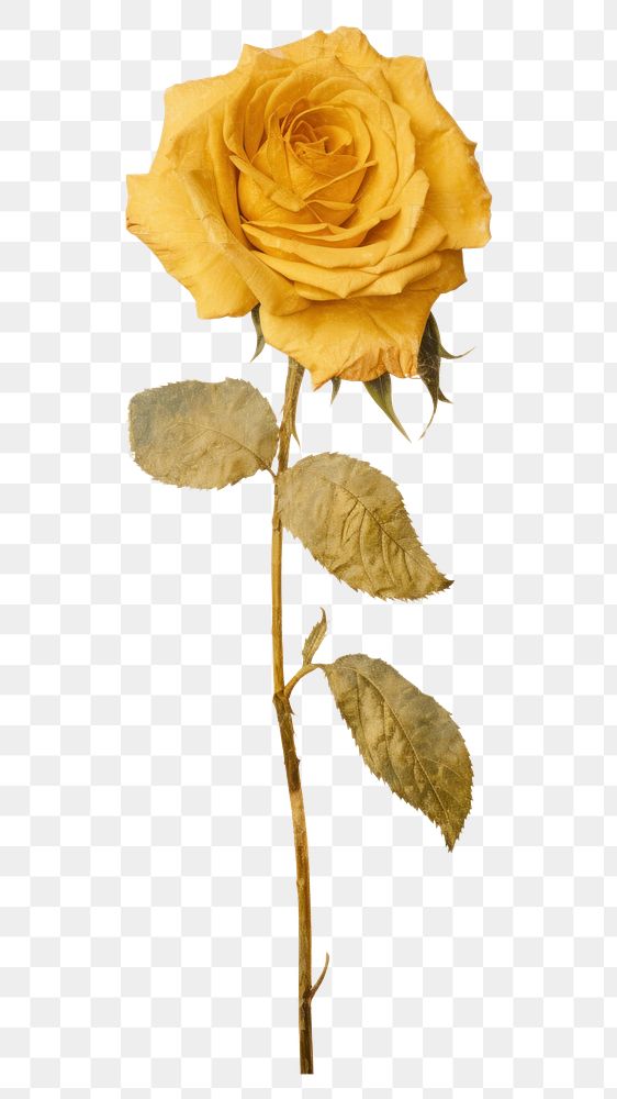 PNG Yellow Rose flower rose yellow.