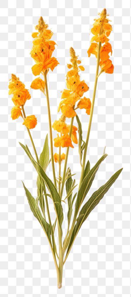 PNG Photography of fiddleneck gladiolus flower plant.