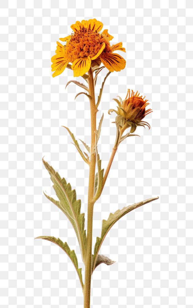 PNG Photography of fiddleneck sunflower plant petal.