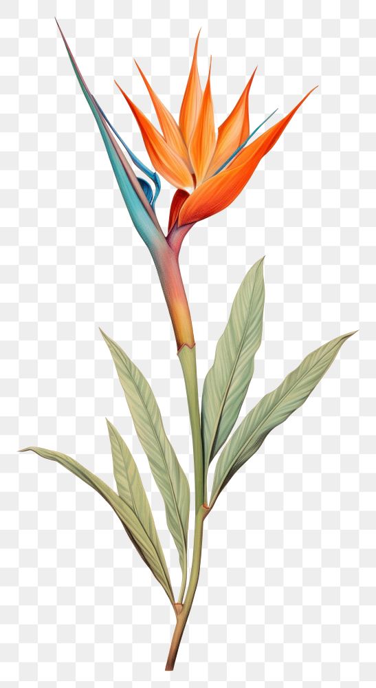 PNG Vintage drawing bird of paradise flower sketch plant.