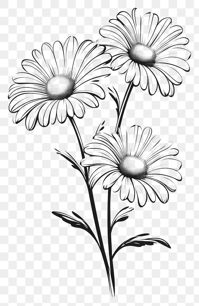 PNG Daisy flowers drawing sketch plant.
