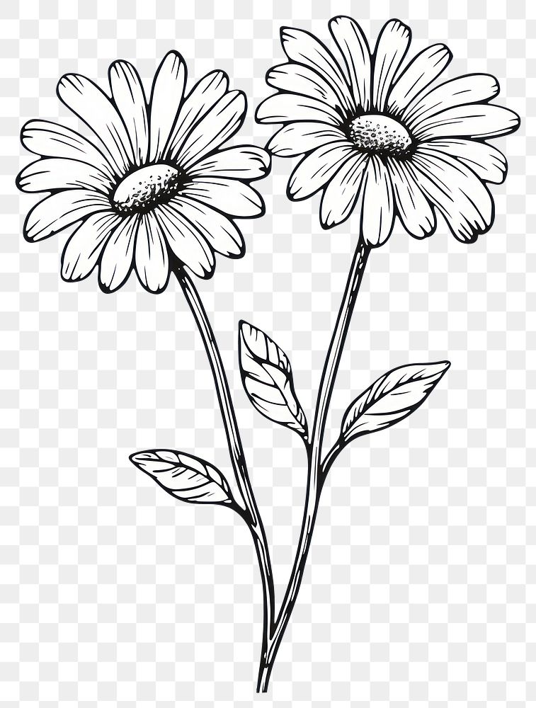 PNG Daisy flowers drawing sketch plant.
