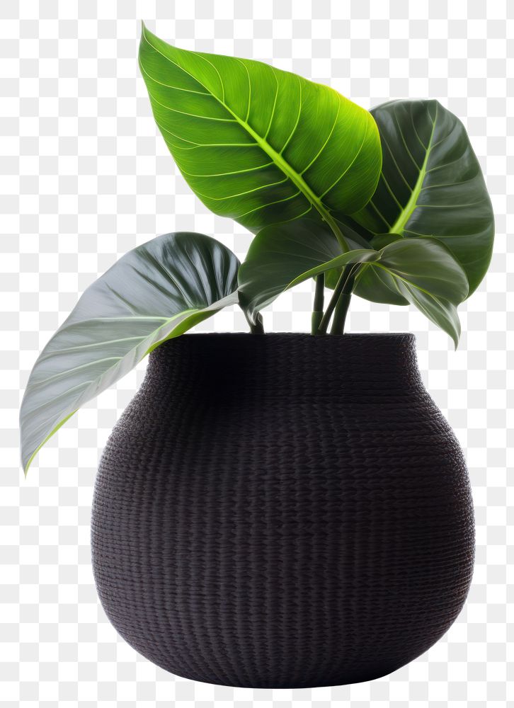 PNG Indoor plant vase leaf white background.