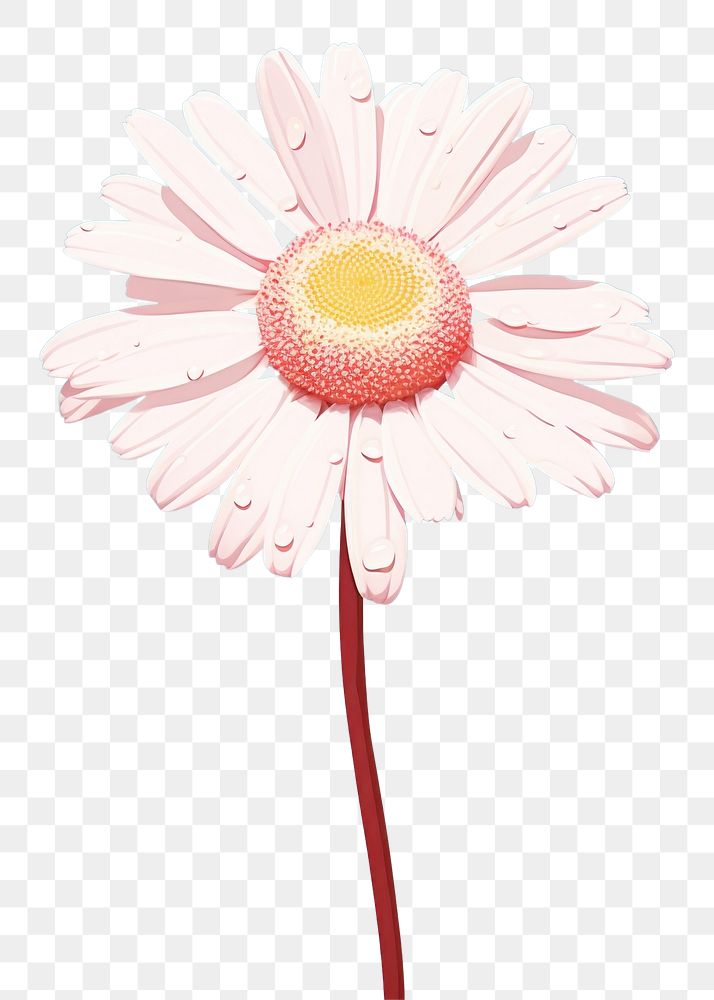 PNG Daisy flower petal plant inflorescence.
