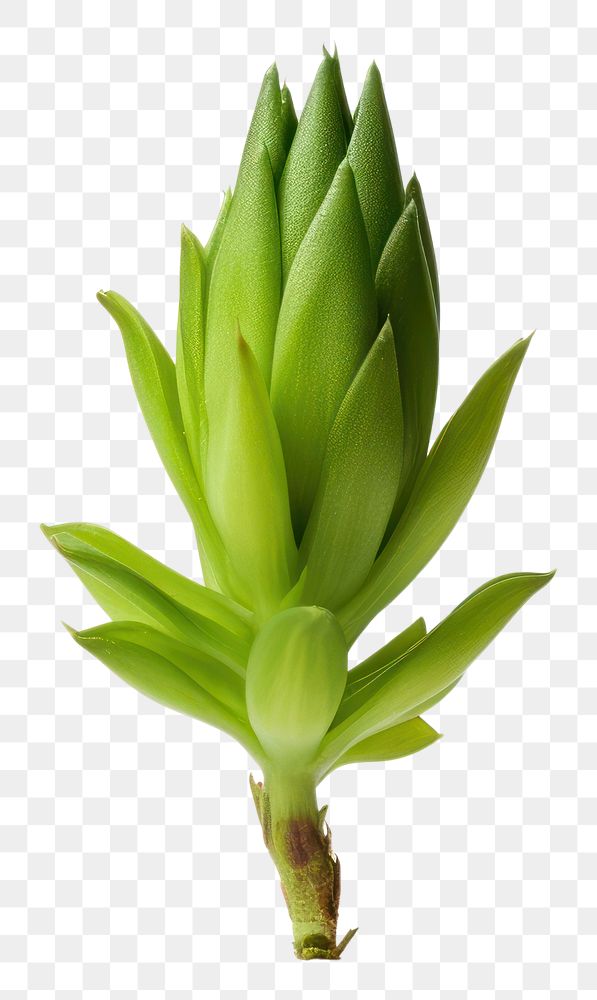 PNG Photography of houseleek vegetable plant green.