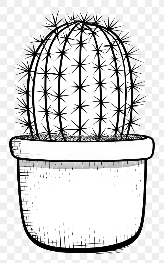 PNG Cactus sketch drawing plant.
