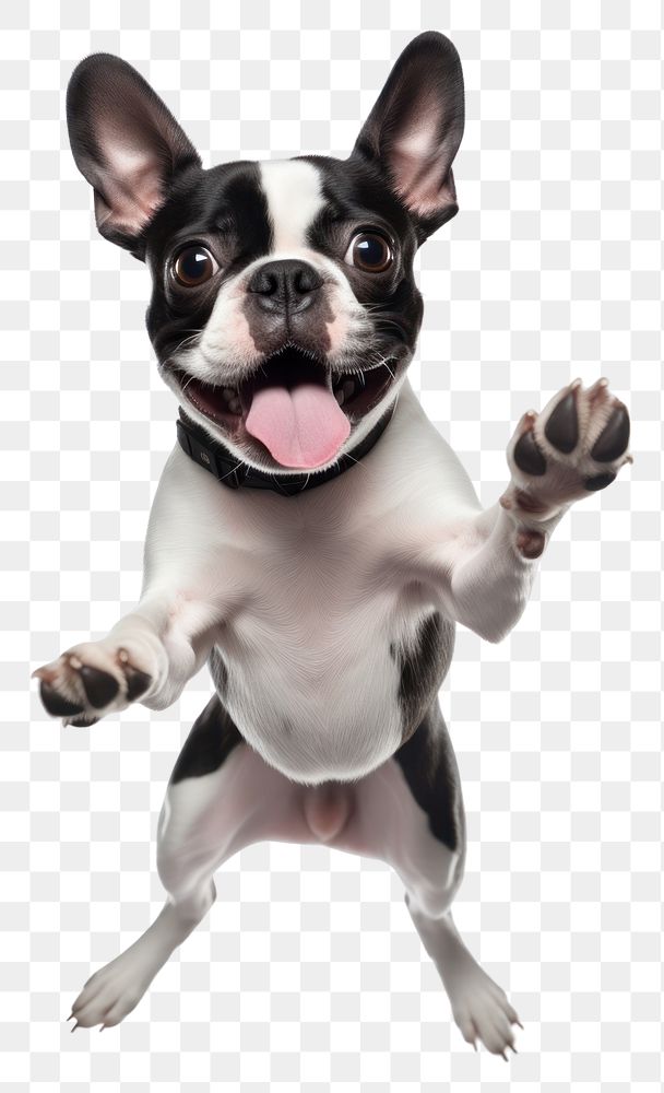 PNG Cute jumping boston terrier bulldog mammal animal.