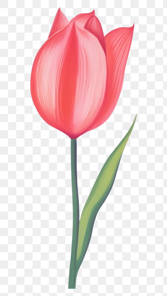 PNG Tulip blossom flower petal.