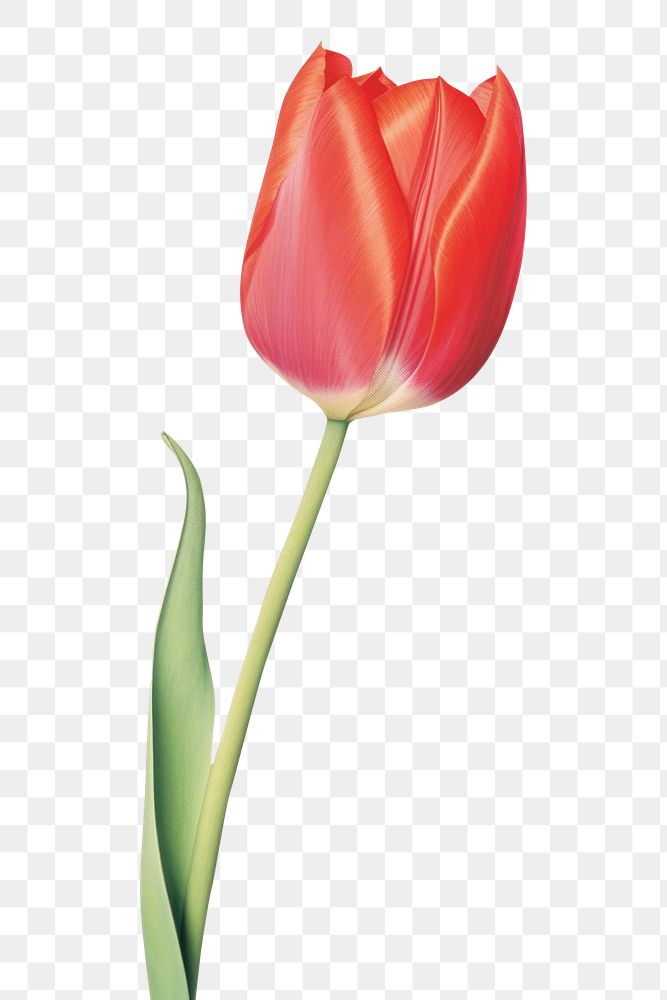 PNG Tulip flower plant white background.