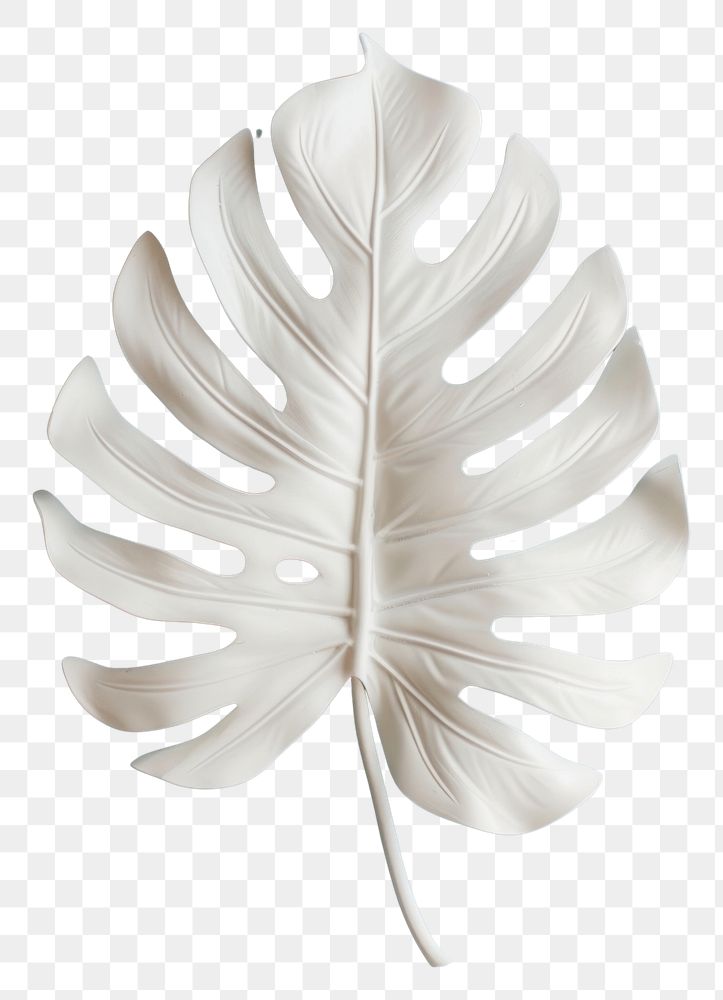 PNG Tropical leave plant white leaf