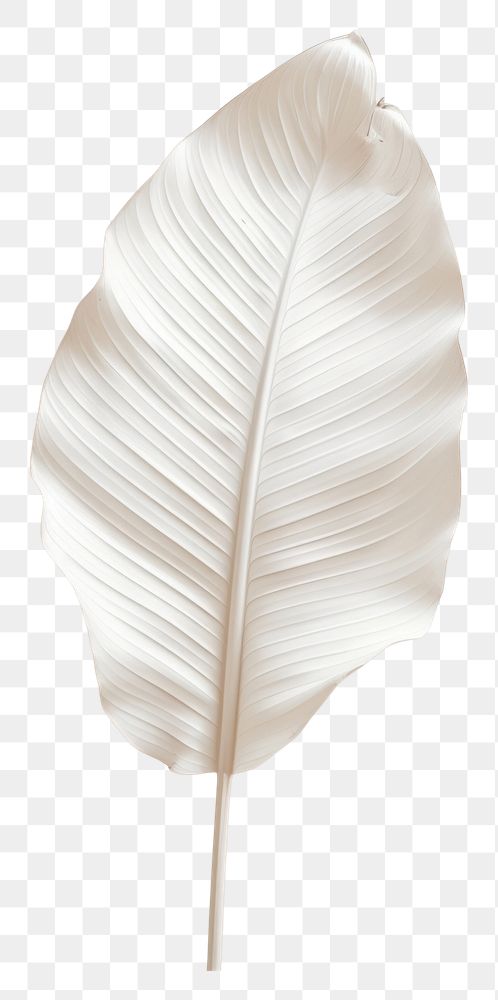 PNG Tropical leave plant petal white
