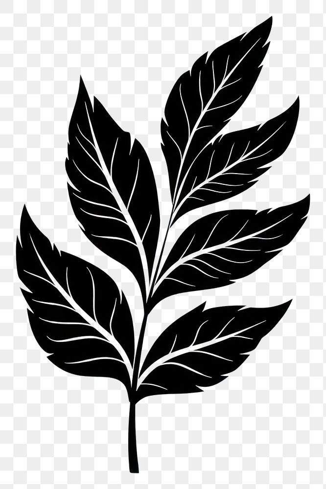 PNG Tropical leave plant black leaf.