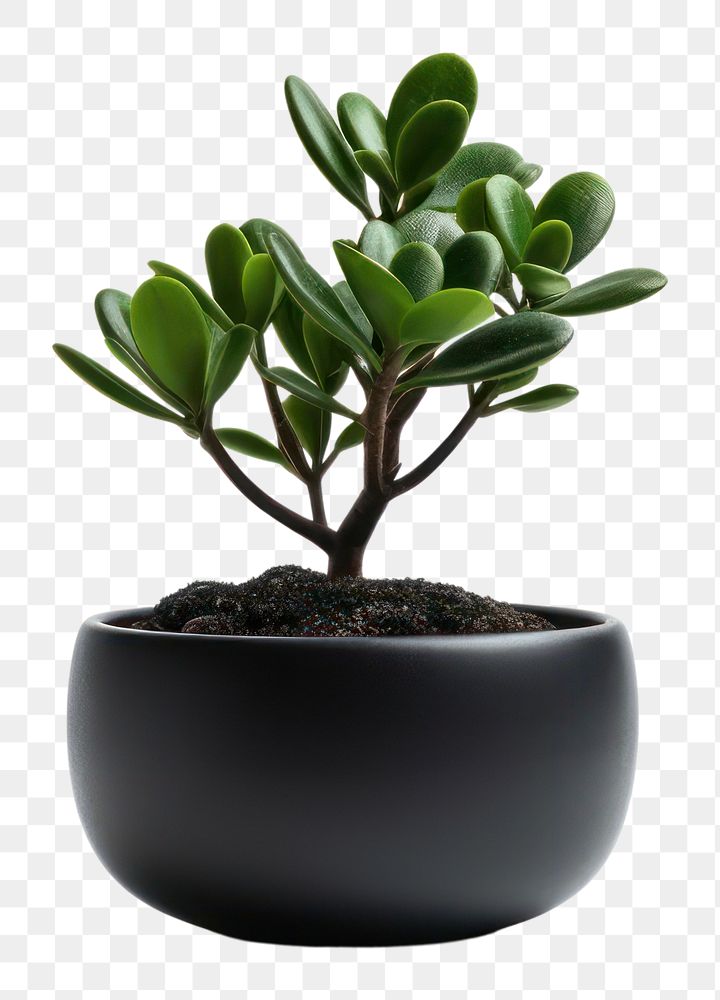 PNG Black potted plant bonsai black leaf