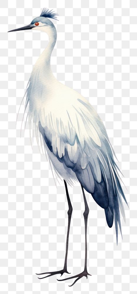 PNG Cute watercolor illustration of a crane animal heron stork.
