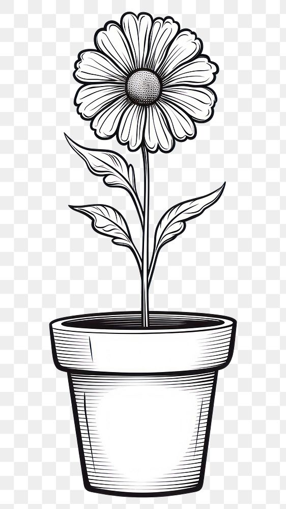 PNG Flower in pot sketch drawing plant.
