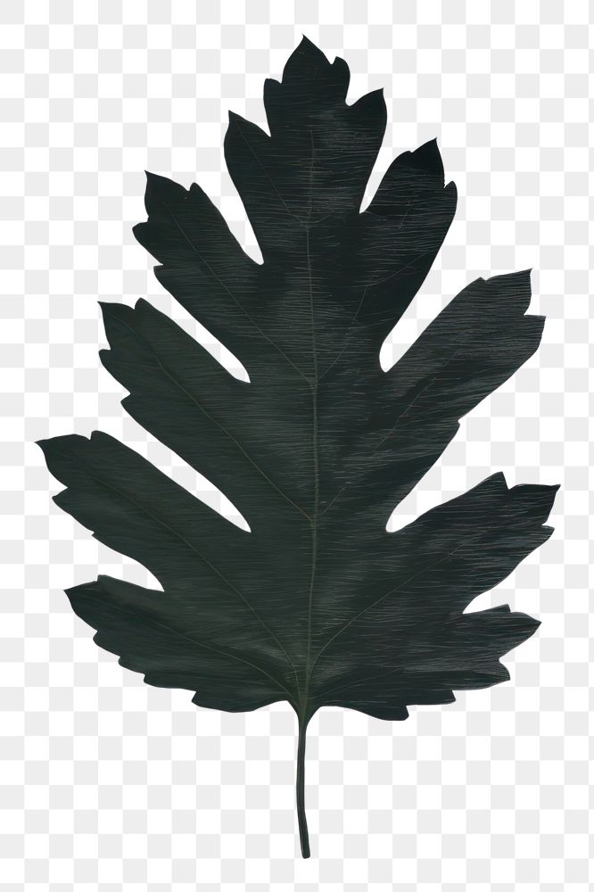 PNG Leaf plant black tree.
