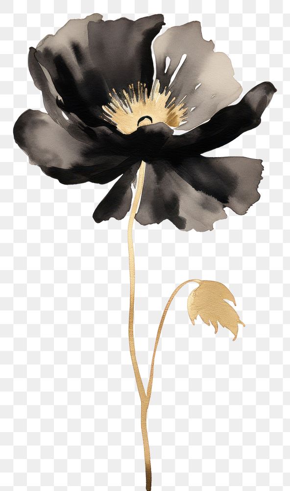 PNG Black color poppy flower petal plant