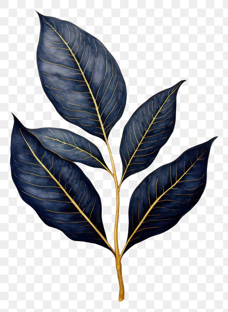 Indigo leaf plant tree annonaceae