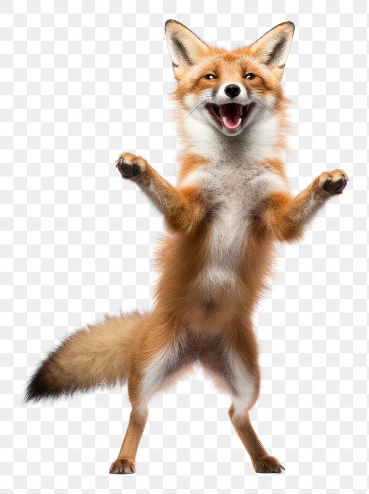 PNG Happy smiling Fox dance fox wildlife mammal.