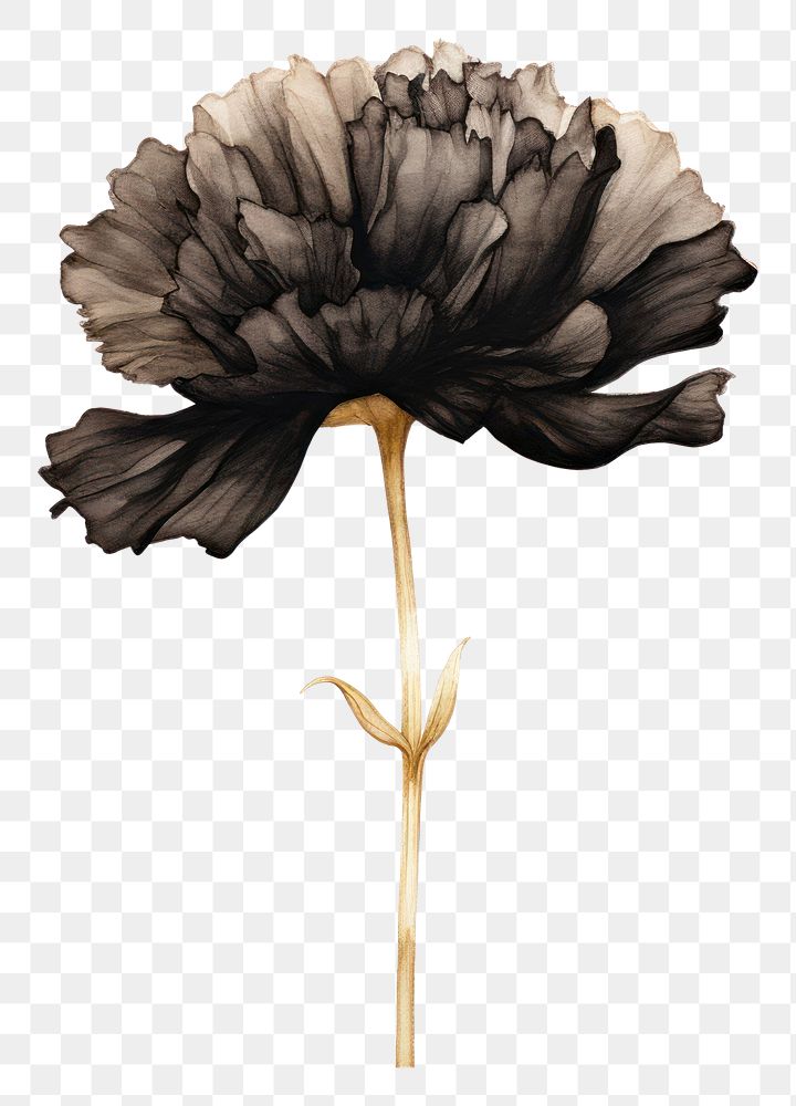 PNG Black color carnation flower plant white background.